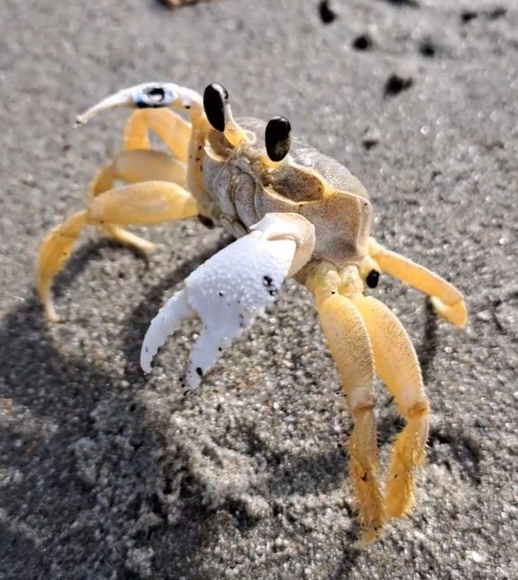 Hình Ảnh Con Cua 15