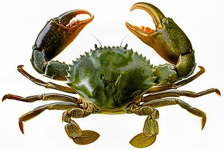 Hình Ảnh Con Cua 11