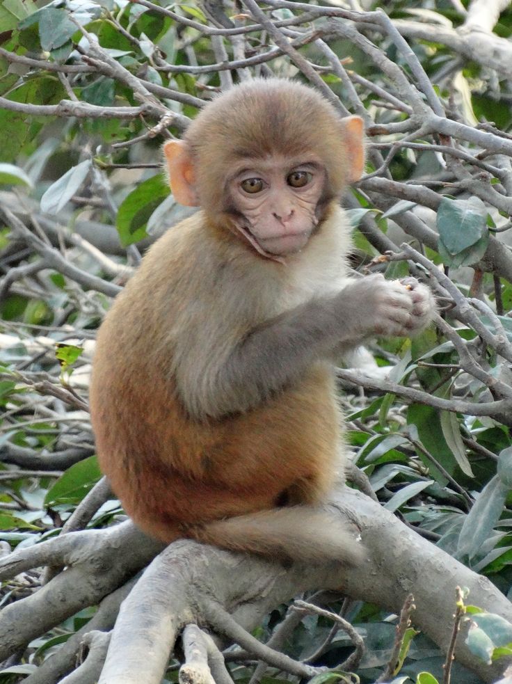 Hình Ảnh Con Khỉ 5