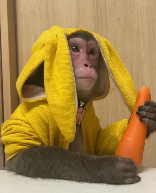 ảnh con khỉ 17