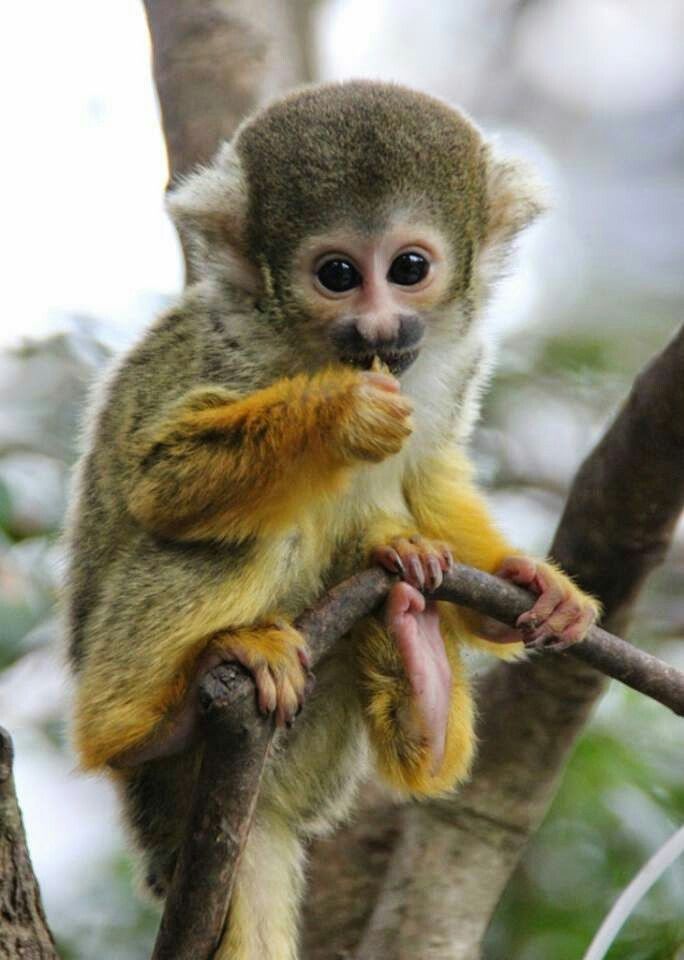 Hình Ảnh Con Khỉ 8