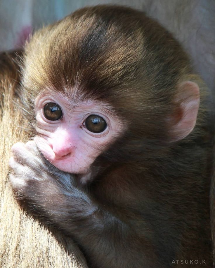 Hình Ảnh Con Khỉ 9