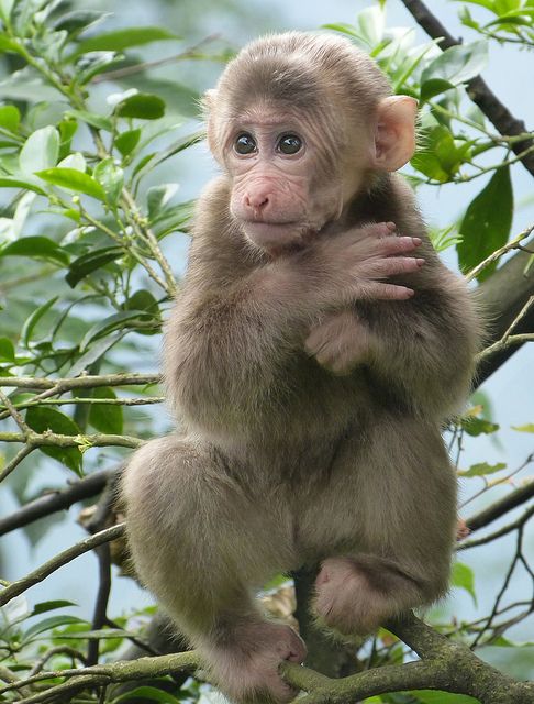 Hình Ảnh Con Khỉ 11