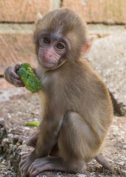 Hình Ảnh Con Khỉ 15