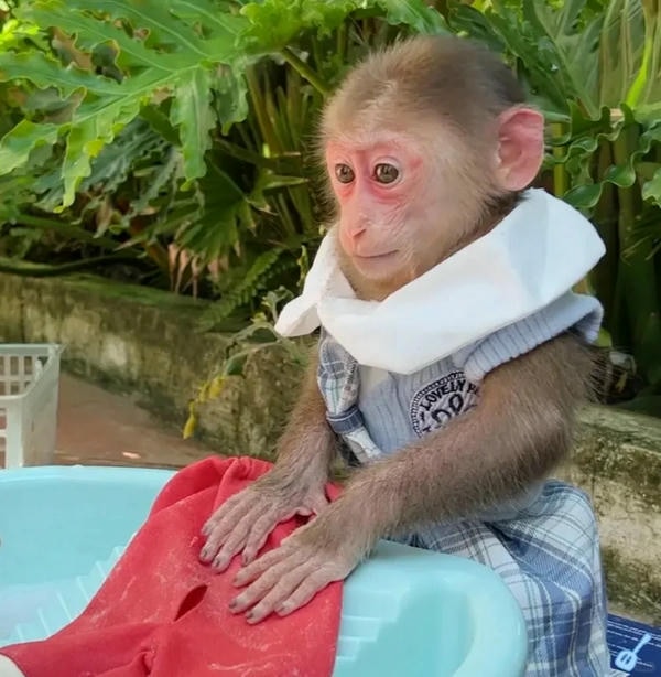 ảnh con khỉ 26