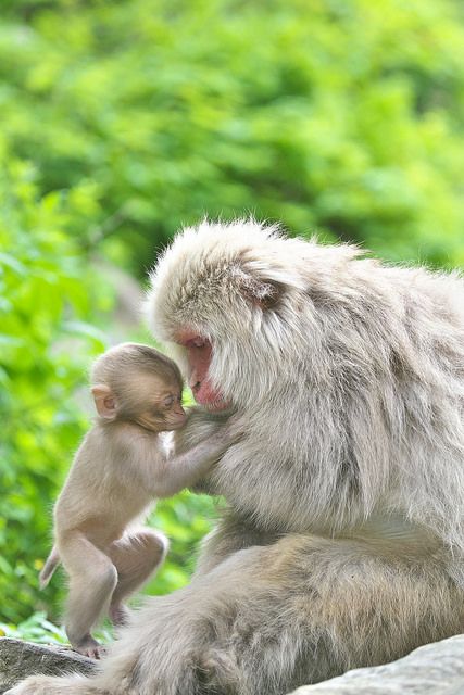 Hình Ảnh Con Khỉ 2