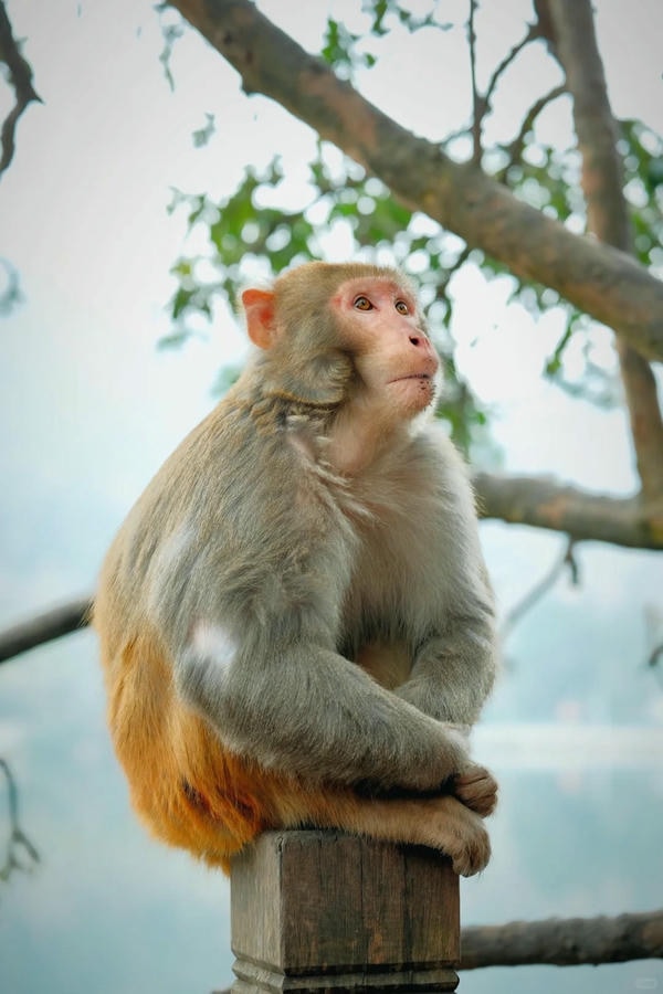 ảnh con khỉ 9