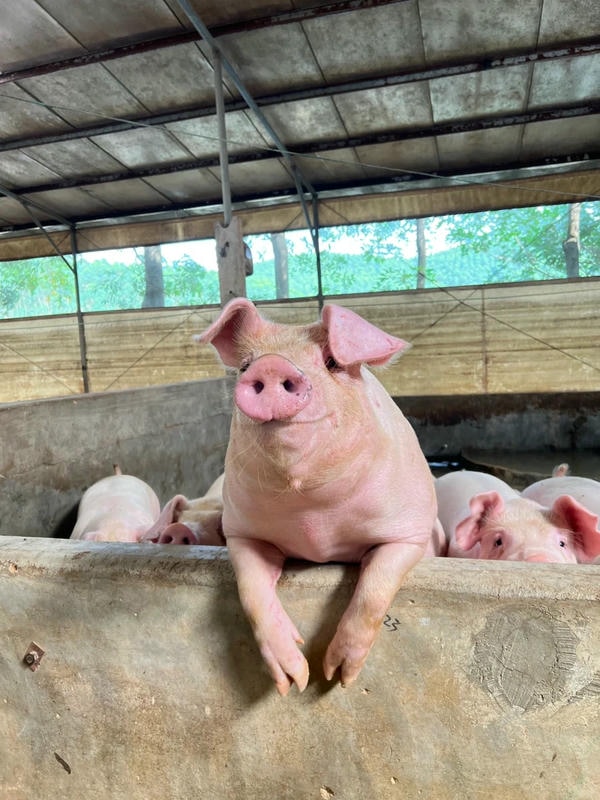 ảnh con lợn 4