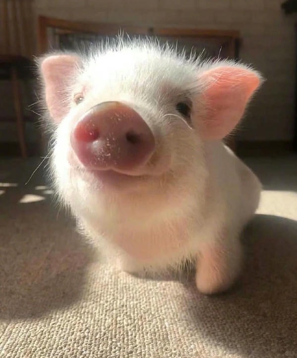 ảnh con lợn 27