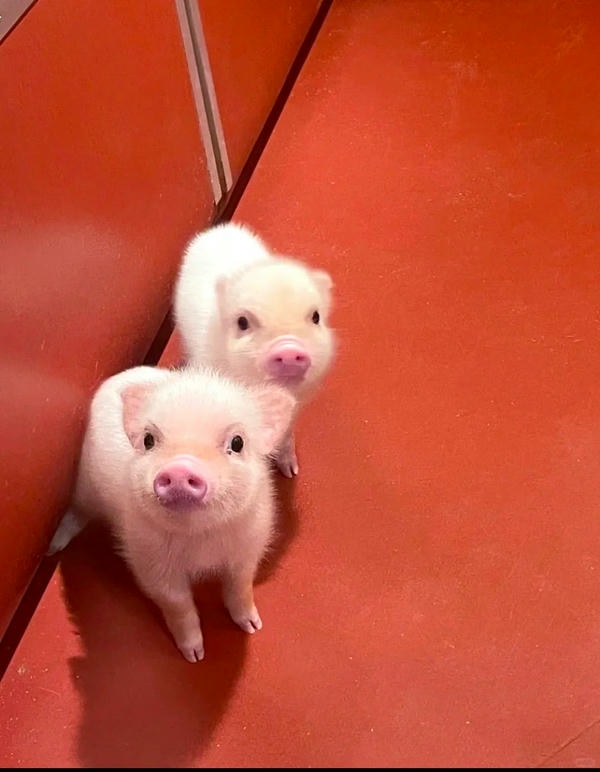 ảnh con lợn 31
