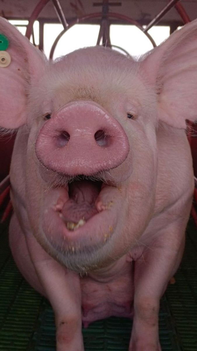 Hình Ảnh Con Lợn 14