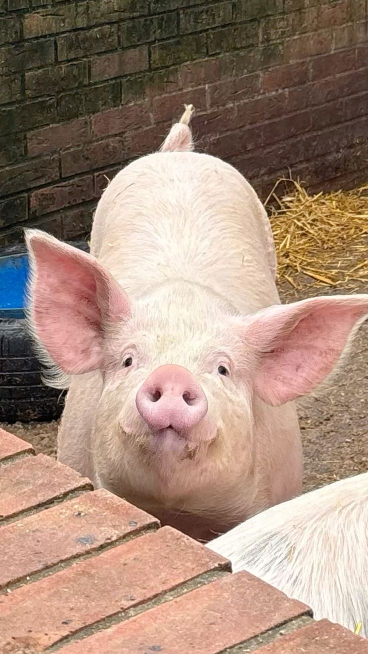 Hình Ảnh Con Lợn 12