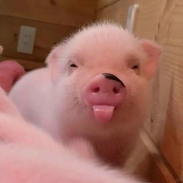 ảnh con lợn 8