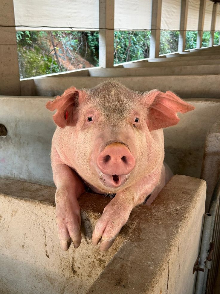 Hình Ảnh Con Lợn 9