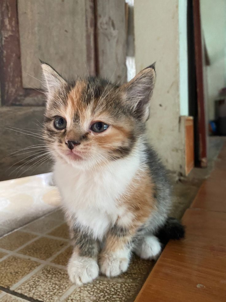 Hình Ảnh Con Mèo Cute 3