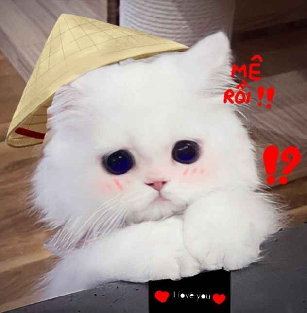 Hình Ảnh Con Mèo Cute 8