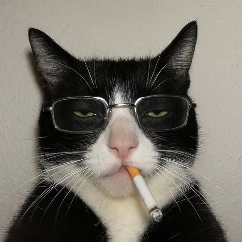 Hình Ảnh Con Mèo Ngầu 6