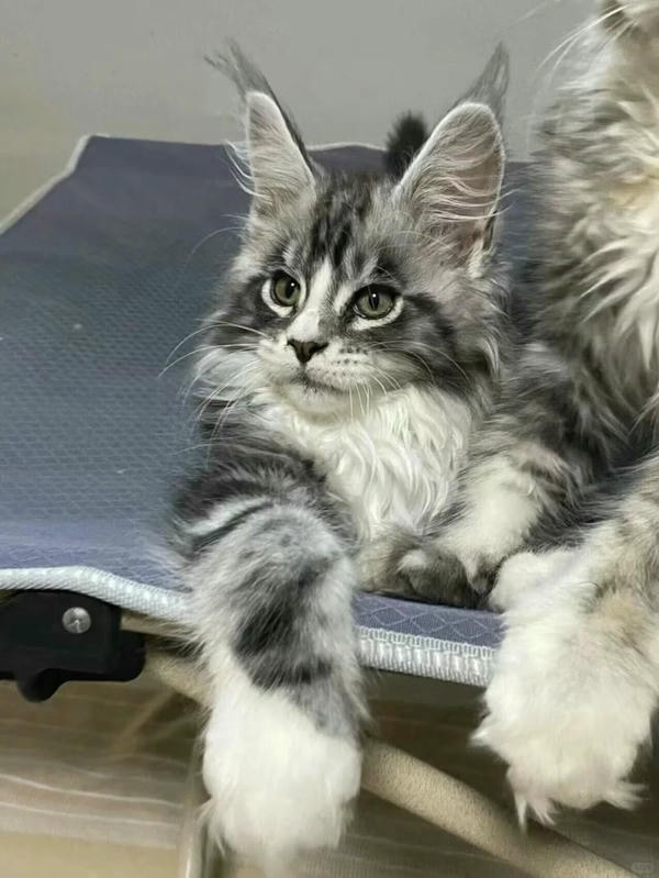 ảnh con mèo ngầu 11