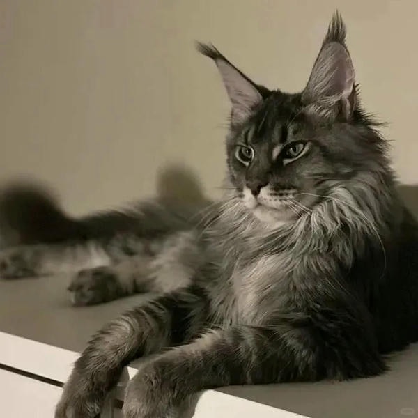 ảnh con mèo ngầu 15