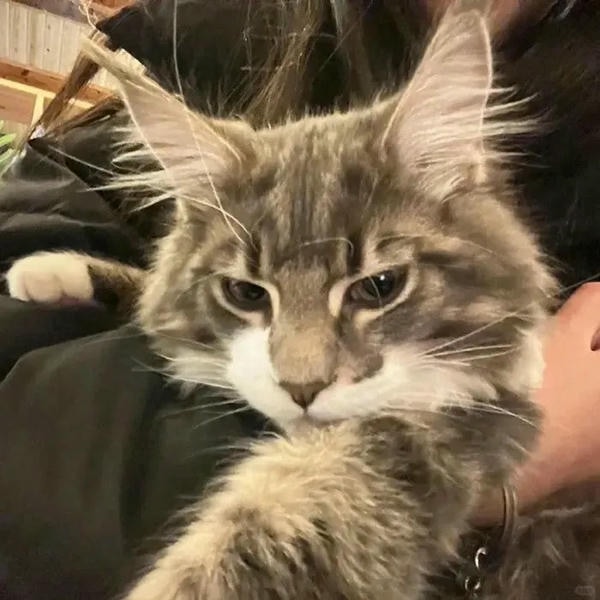 ảnh con mèo ngầu 16