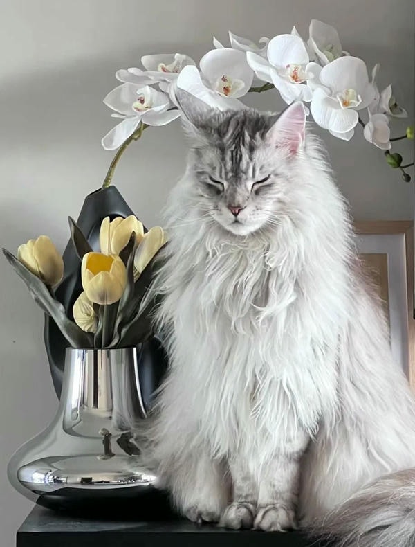 ảnh con mèo ngầu 18