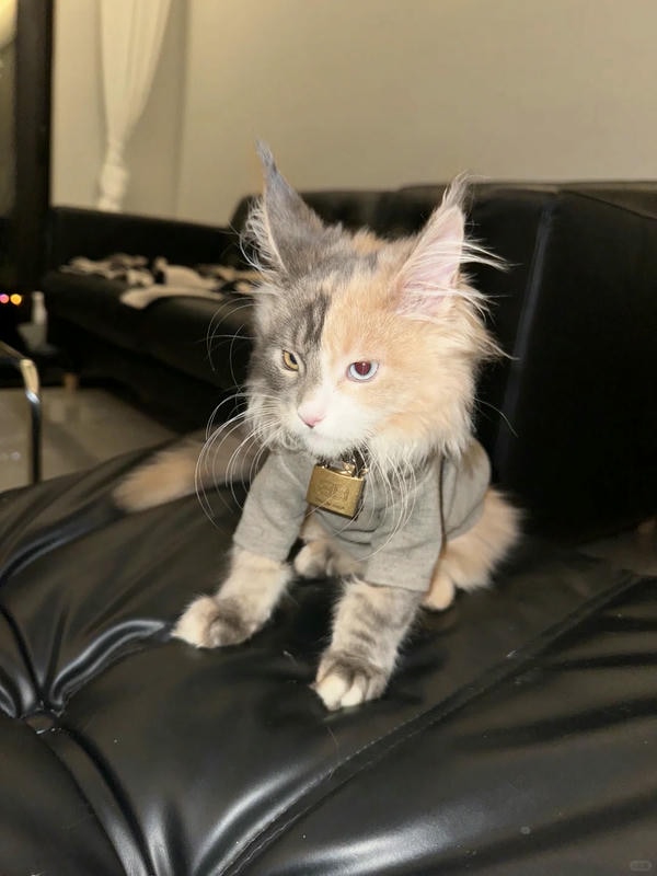 ảnh con mèo ngầu 2