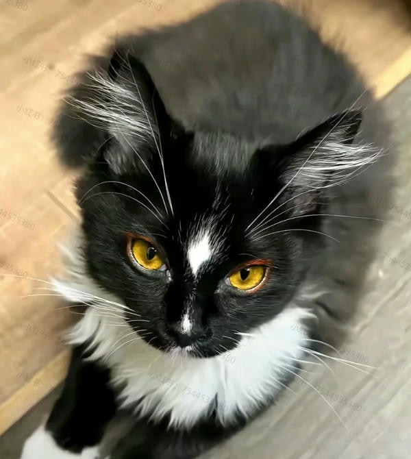 ảnh con mèo ngầu 20