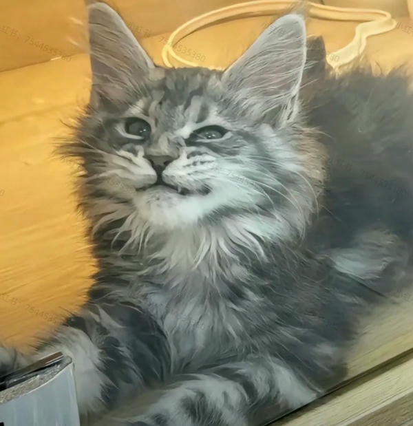 ảnh con mèo ngầu 21