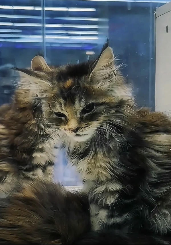 ảnh con mèo ngầu 22