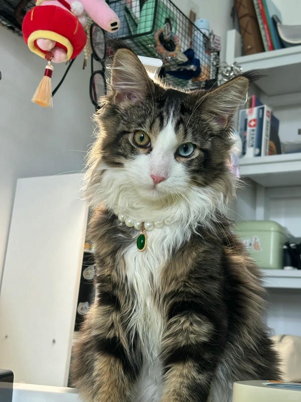 ảnh con mèo ngầu 24