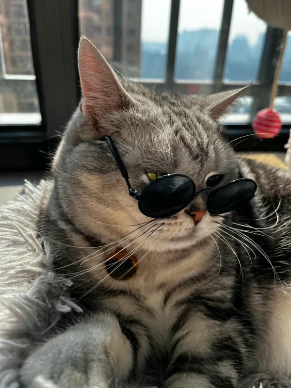 ảnh con mèo ngầu 26