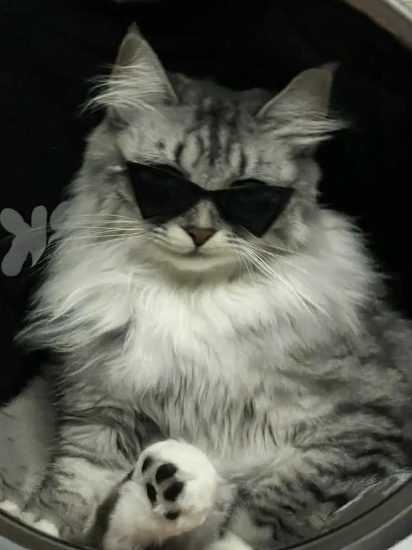 ảnh con mèo ngầu 32