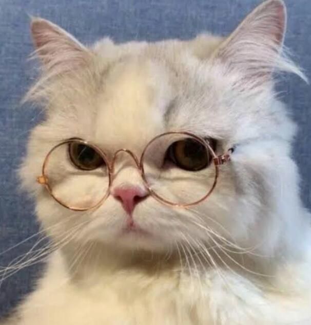 Hình Ảnh Con Mèo Ngầu 11