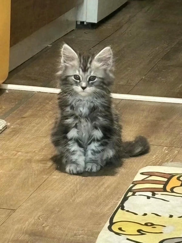 ảnh con mèo ngầu 8