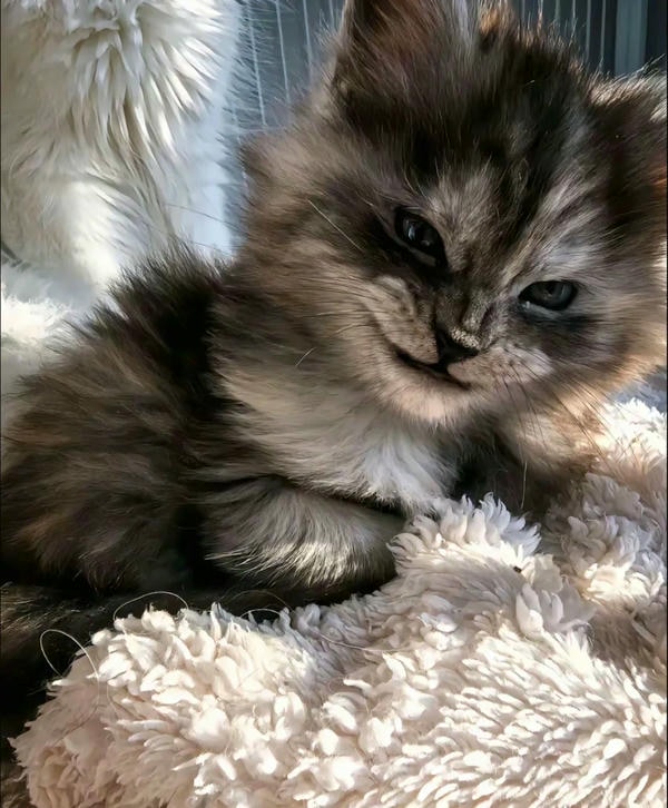 ảnh con mèo ngầu 39