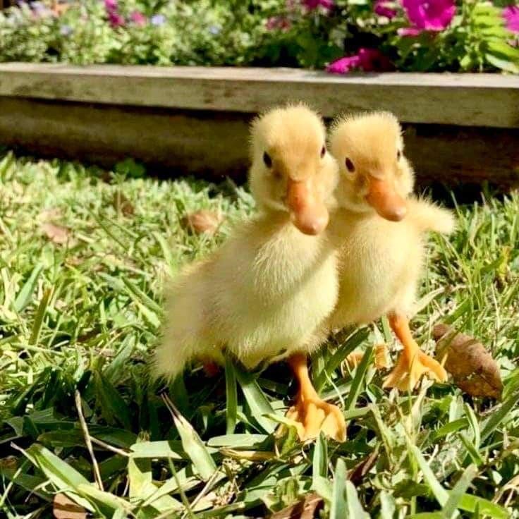 Hình Ảnh Con Vịt 11