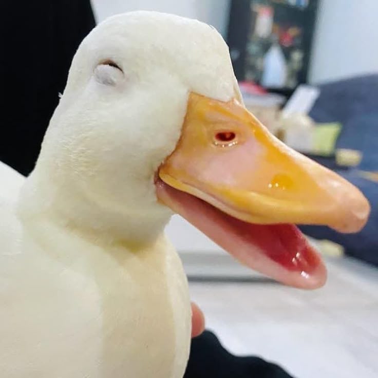 Hình Ảnh Con Vịt 3