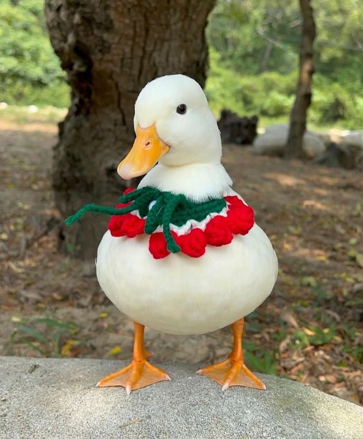 Hình Ảnh Con Vịt 4