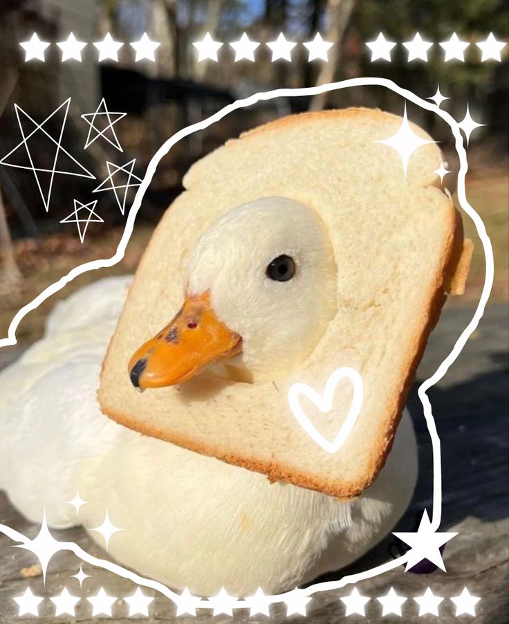 Hình Ảnh Con Vịt 5