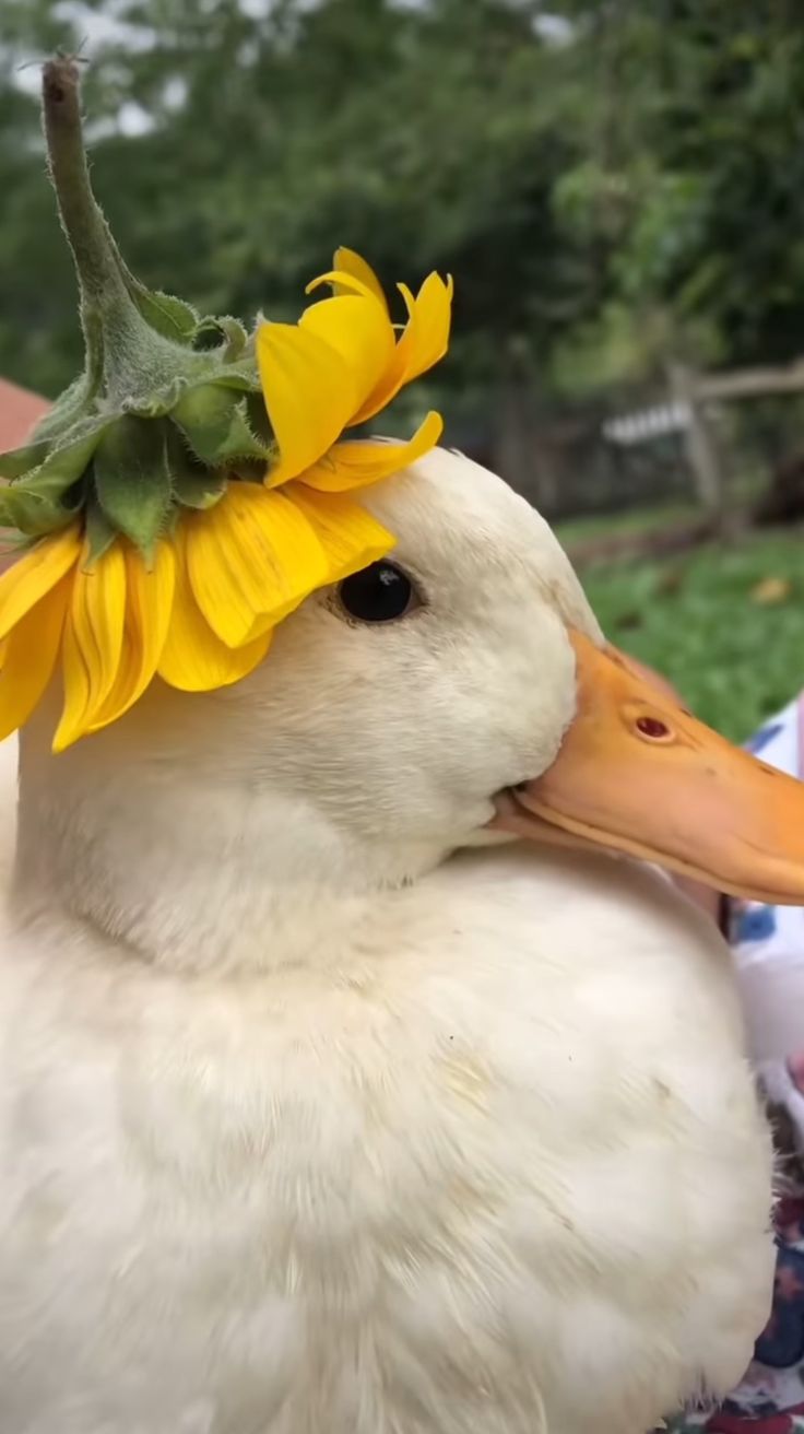 Hình Ảnh Con Vịt 6