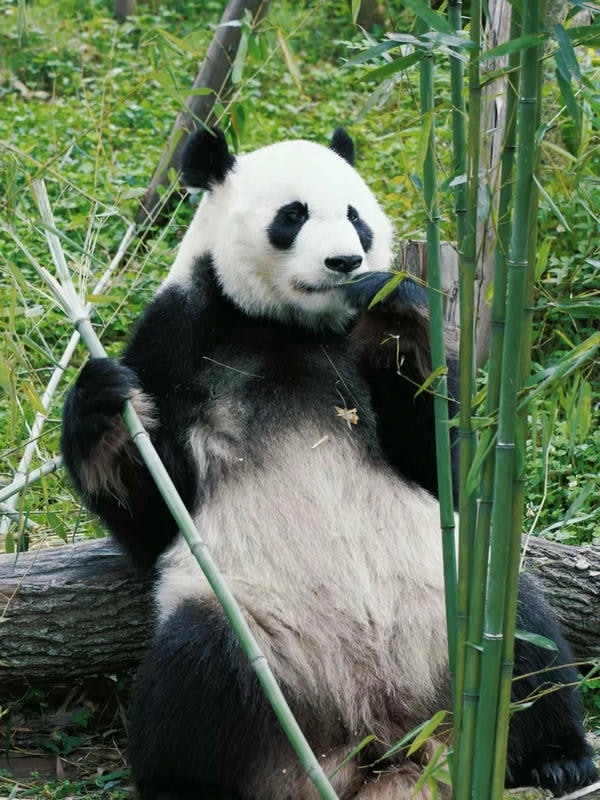 Hình ảnh gấu trúc 15