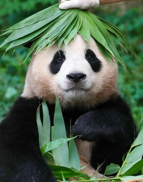 Hình ảnh gấu trúc 21