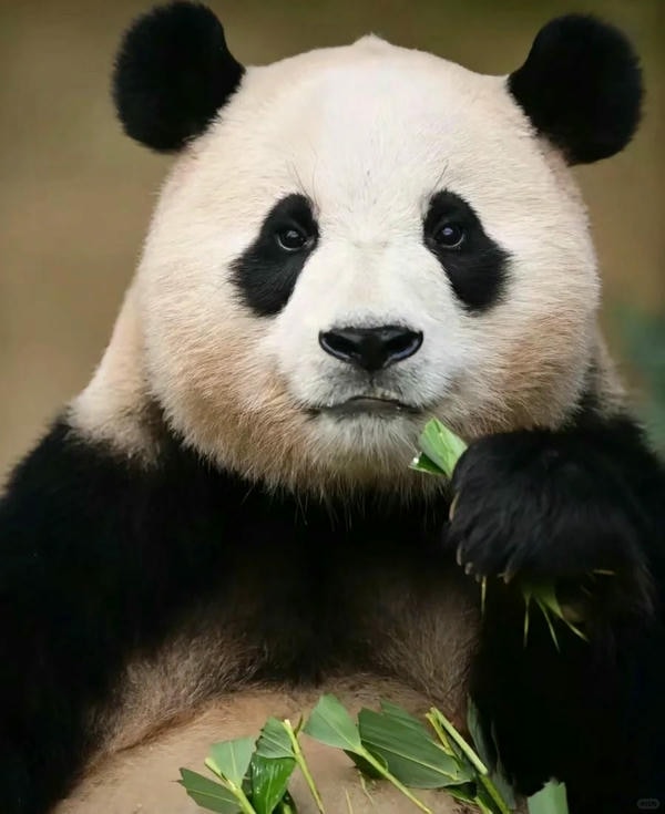 Hình ảnh gấu trúc 23