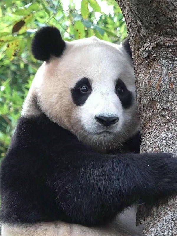 Hình ảnh gấu trúc 24