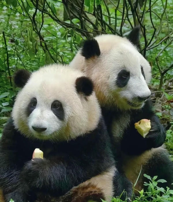 Hình ảnh gấu trúc 30