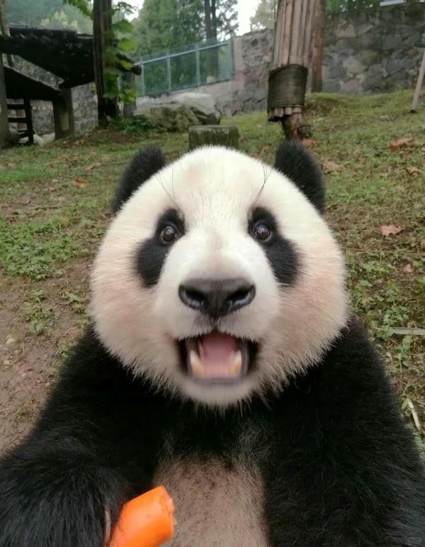 Hình ảnh gấu trúc 6