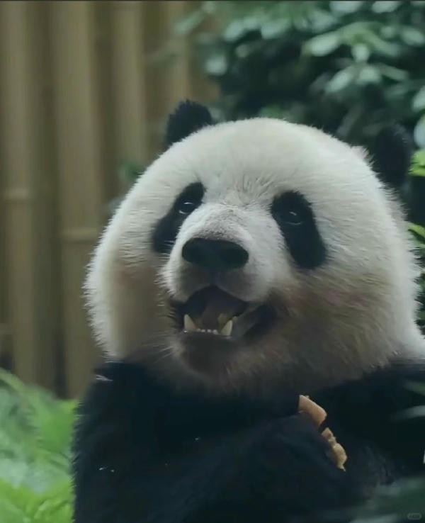 Hình ảnh gấu trúc 11