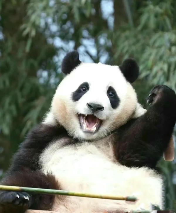 Hình ảnh gấu trúc 35