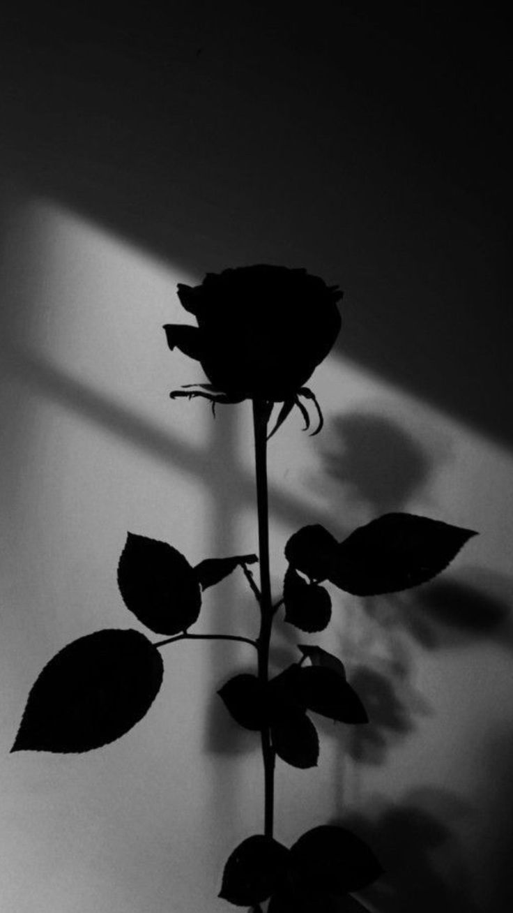 Hình Ảnh Hoa Hồng Đen 13