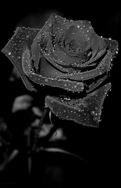 Hình Ảnh Hoa Hồng Đen 8